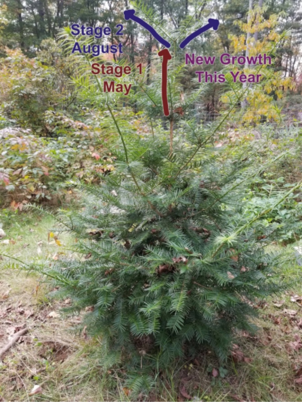 Fraser Fir vs Balsam  Strafford County Master Gardeners Association