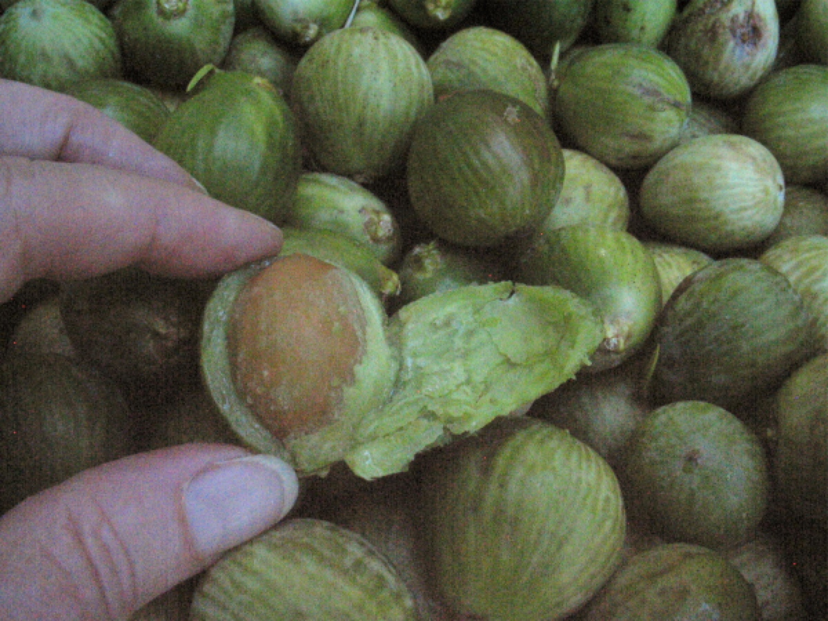 About Torreya Taxifolia